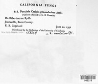 Puccinia caricina image